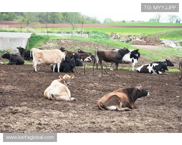 牛牛在农场中的日常生活精彩瞬间全纪录